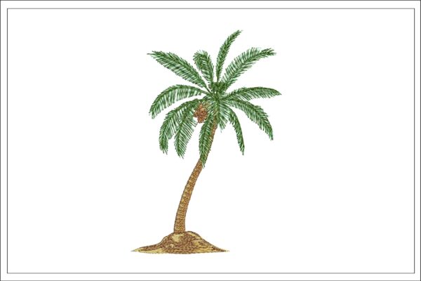 Coconut palm tree