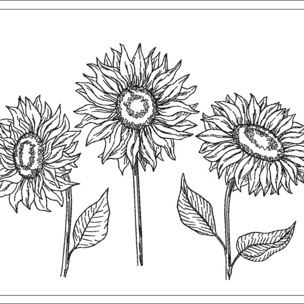 Sunflowers