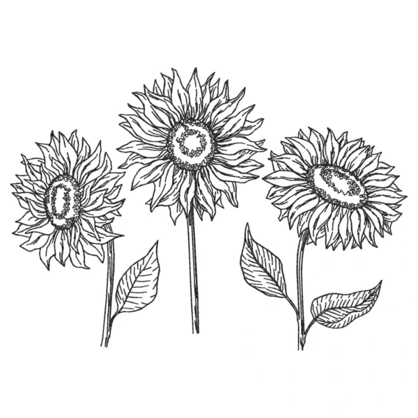 3 sunflowers embroidery design - sketch sunflower embroidery pattern