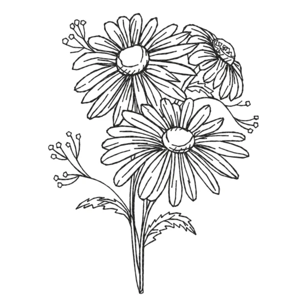 Daisy embroidery design - daisy sketch embroidery design - machine embroidery design