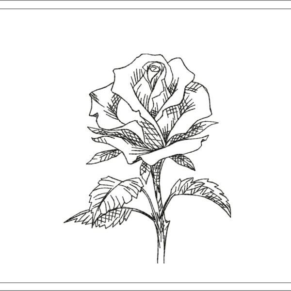 Rose sketch