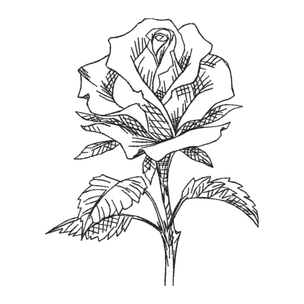 Rose sketch embroidery design - rose embroidery pattern - one color embroidery