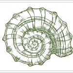 Shell Sketch Embroidery Design