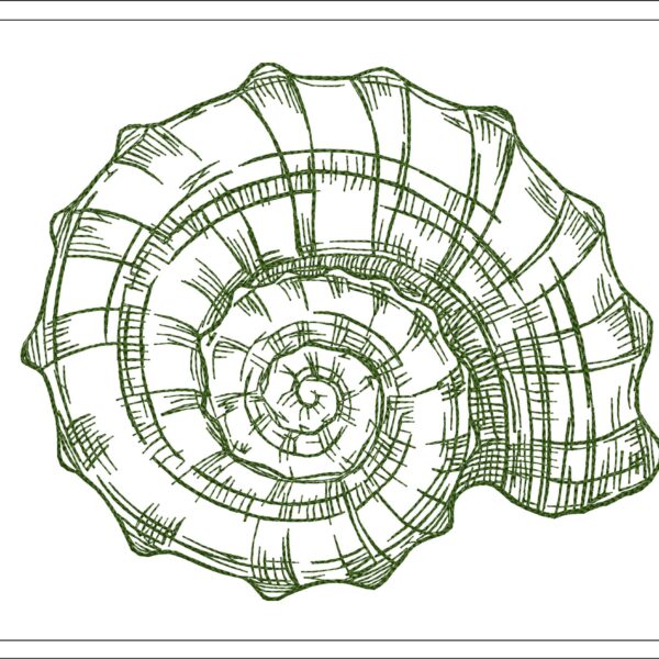 Shell sketch embroidery design