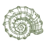 Shell Sketch Embroidery Design - Summer Embroidery Pattern