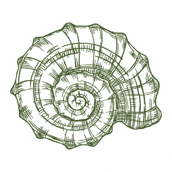 Shell sketch embroidery design 1 -shell embroidery - sketch embroidery pattern 1