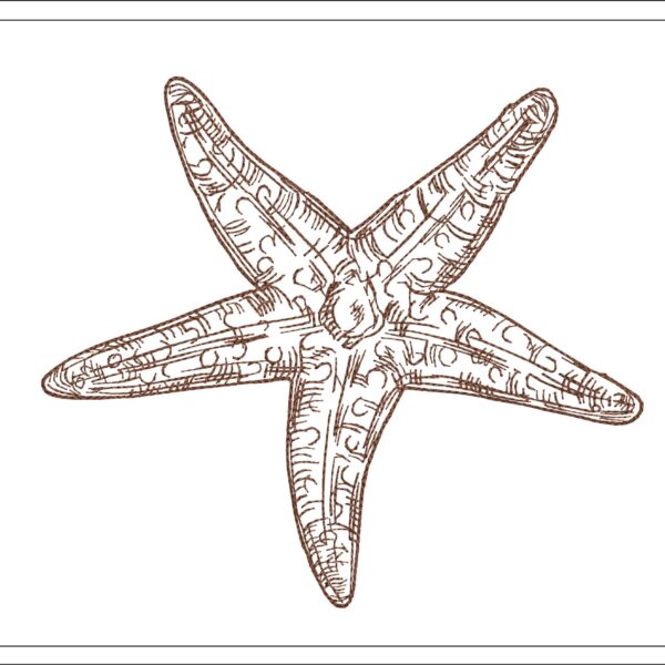 Starfish sketch embroidery design