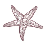 Starfish Sketch Embroidery Design 2 - Machine Embroidery