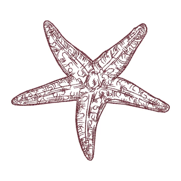 Starfish sketch embroidery design 2 - starfish embroidery pattern - sea creature embroidery 1