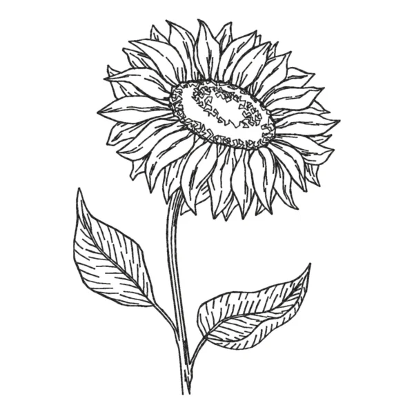 Sunflower embroidery design 11 - sketch embroidery pattern - machine embroidery design