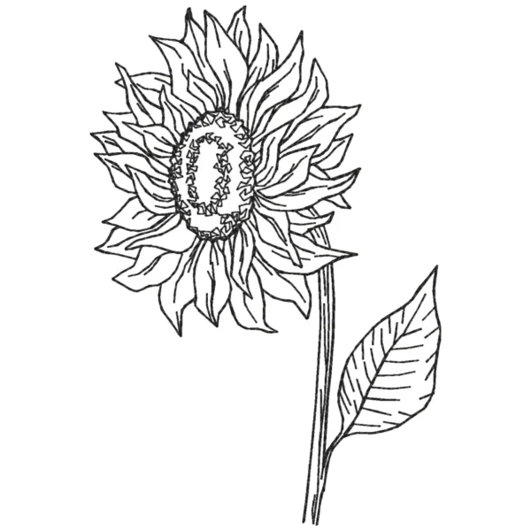 Sunflower embroidery design 13 - sketch embroidery pattern - machine embroidery design