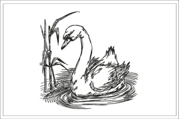 Swan sketch