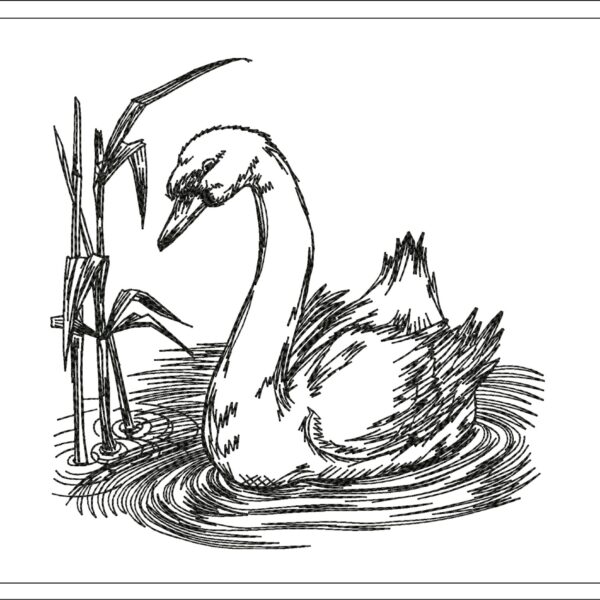 Swan sketch