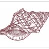 Shell sketch embroidery design