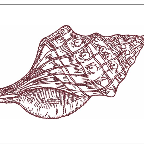 Shell sketch embroidery design