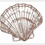 Shell Sketch Embroidery Design