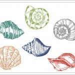 Sketch Embroidery Design | Colorful Shells