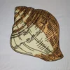 Shell embroidery design 3 - sea shell embroidery - beach embroidery pattern