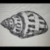 Shell sketch embroidery design 2 - sea shell embroidery - sketch embroidery pattern