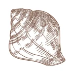 Shell Sketch Embroidery Design 3 - Summer Embroidery Pattern
