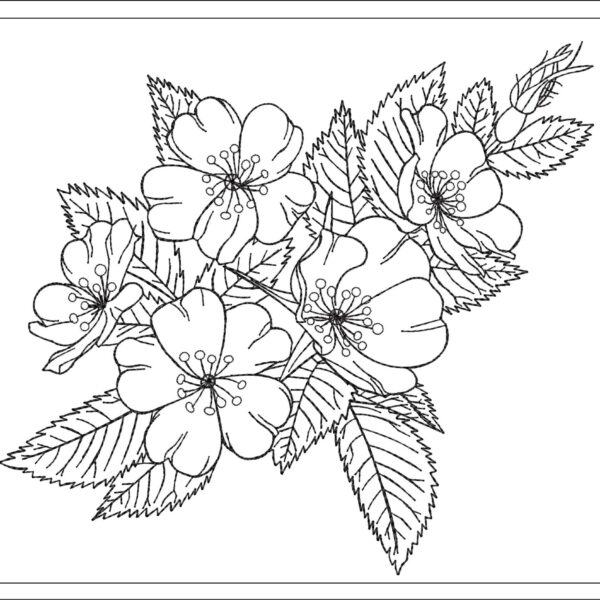 Wild rose sketch embroidery design