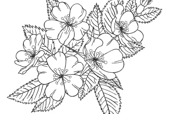 Wild rose sketch embroidery design - simple embroidery pattern - machine embroidery design