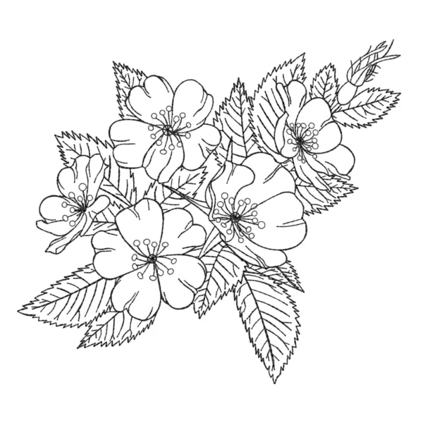 Wild rose sketch embroidery design - simple embroidery pattern - machine embroidery design