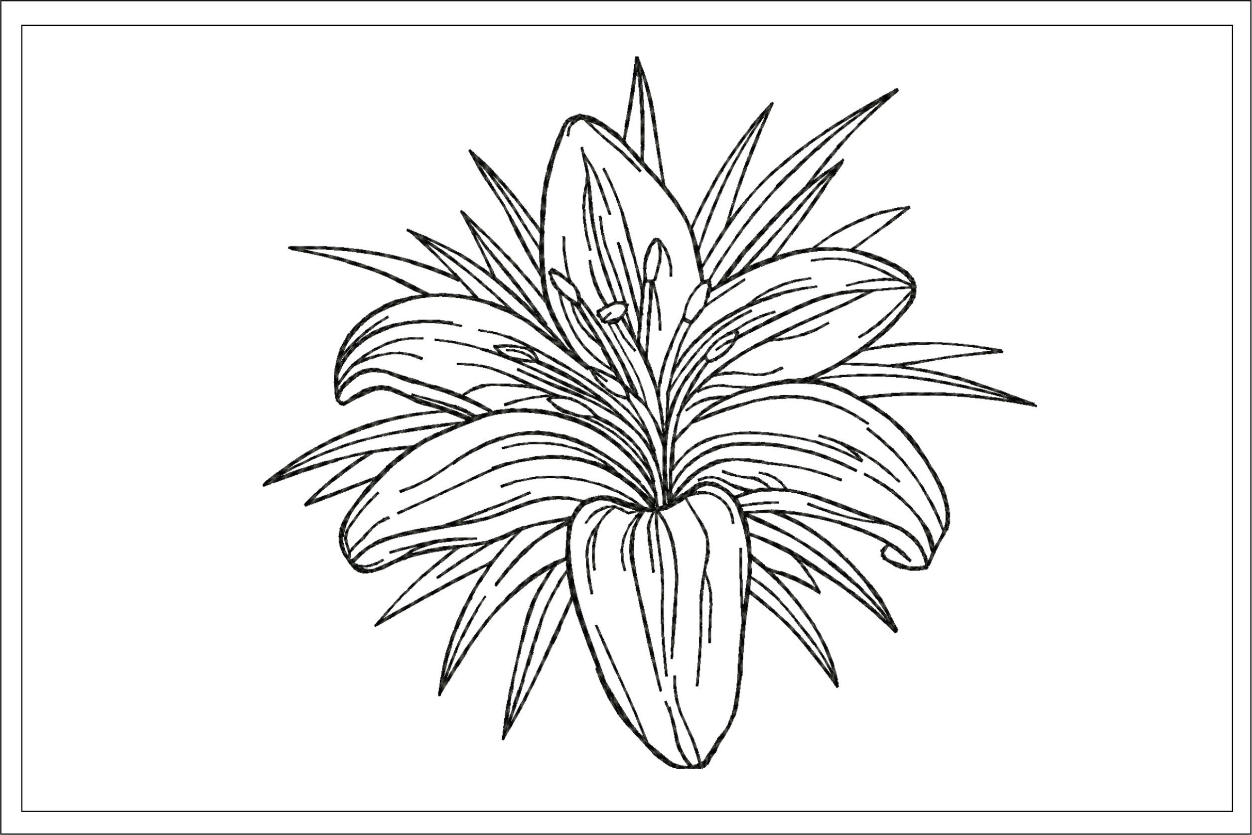 Lily Sketch Embroidery Design – Embroidery Escape