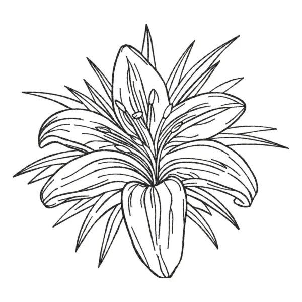 Lily sketch embroidery design - flower embroidery design - machine embroidery design