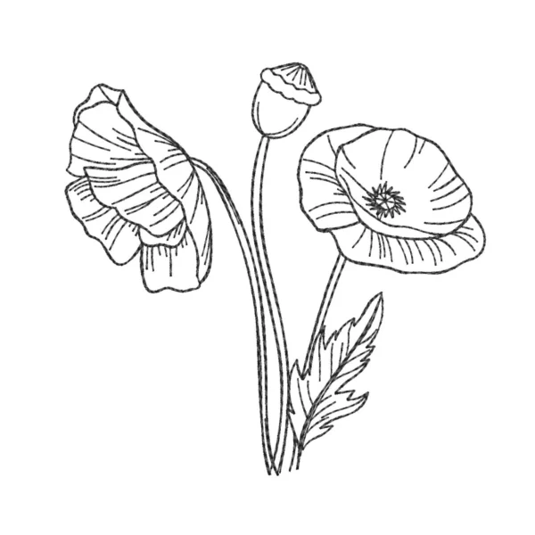 Poppy sketch embroidery design - sketch embroidery design - machine embroidery file